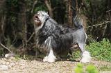 PETIT CHIEN LION 286